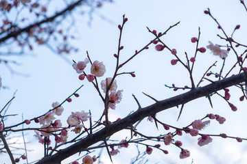 tree spring beautiful