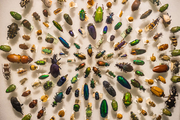 An antique beetle collection