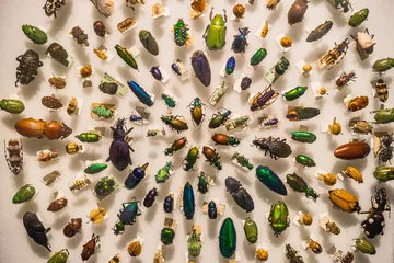 Foto op Plexiglas An antique beetle collection © CoreyOHara