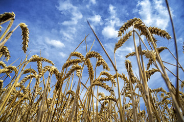 Getreidefeld kurz vor der Ernte