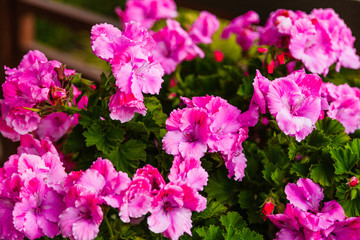 Wilde Malva