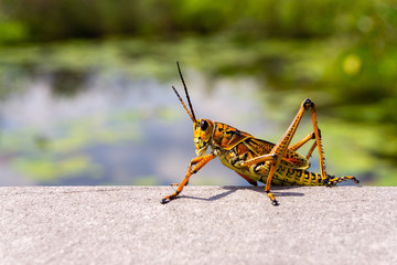 Lonely cricket on the lake in the Everglades