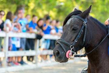 Close Up of the Head of Brown Horse on Blur Background at the Equestrian Competition.