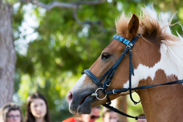 Close Up of the Head of White and Brown Horse on Blur Background at the Equestrian Competition