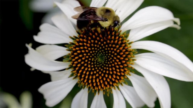 Close up of the center of a beautiful flower with a large bumble bee collecting pollen. Wild endangered bee species gathering nectar from flowers in the meadow. Macro nature of plants and insects. 