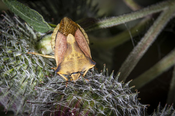 Blattwanze auf Distel