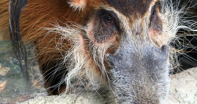 Red River Hog or Bush Pig close up eye and hairy snout view. Wild animals of Africa