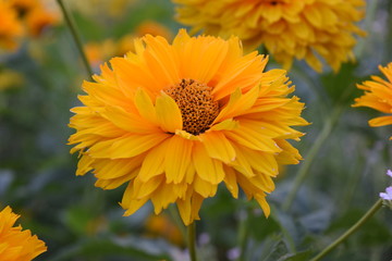 Sunflower Heliopsis