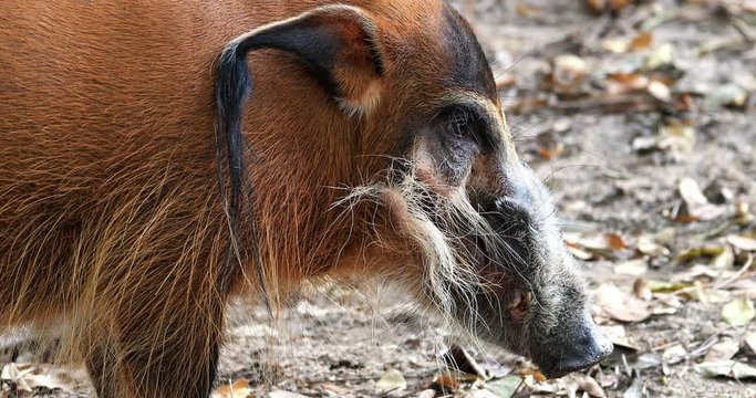Wild animal in nature. Red River Hog Potamochoerus porcus or Bush Pig in Africa Savanna