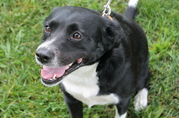 Obraz premium Border Collie