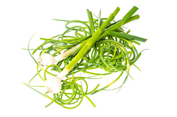 Young shoots of garlic