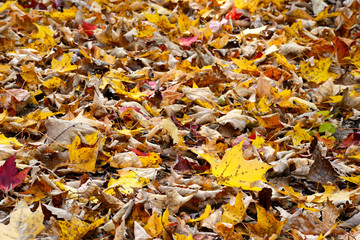 Fallen yellow leaves in the Smoky Mountains season.