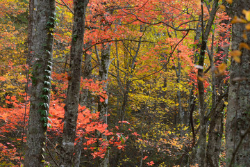 Abstract red and yellow colors in the Smoky Mountains.