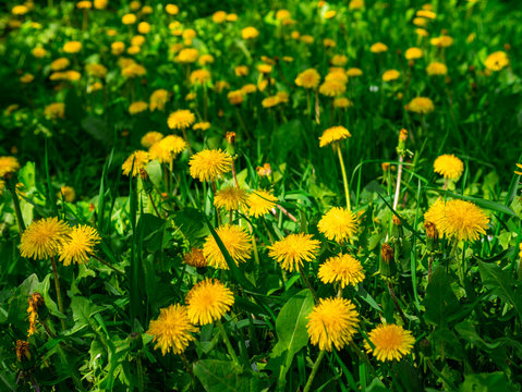 Yellow dandelion, milk-witch gowan, on a blooming dandelion lawn.