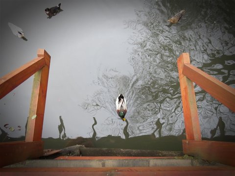 Lago con aves en Chile