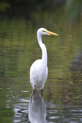 White Heron 