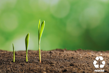 Green seedlings in soil