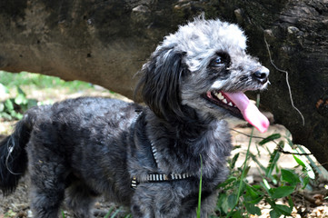 cachorro poodle