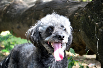 cachorro poodle