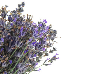 Beautiful blooming lavender flowers on white background