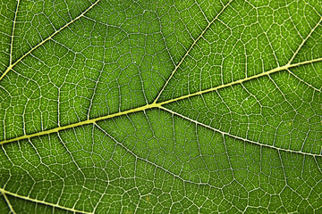 Beautiful fresh green leaf as background, closeup