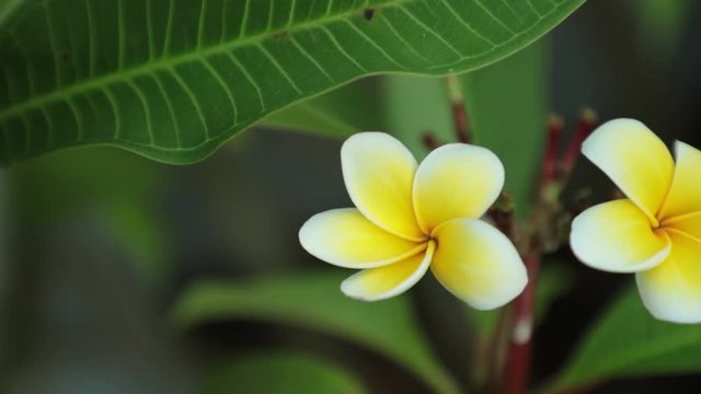 Plumeria frangipani flowers in white and yellow panning panoramic high definition stock footage video clip.