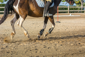 Obraz premium Horse Galloping on Blur Background at the Equestrian Competition.