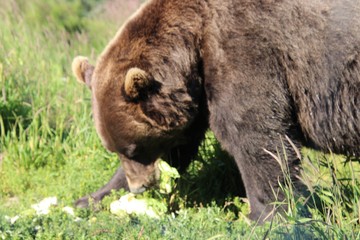 Fototapeta premium Big Brown Bear