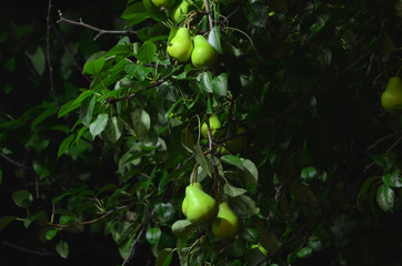 
Ripe juicy pears hang on the tree crown at night.