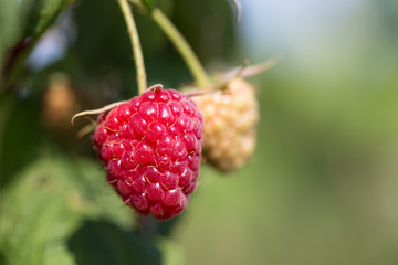 Raspberry branch detail on farm.