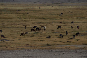typical animals eating in Bolivia