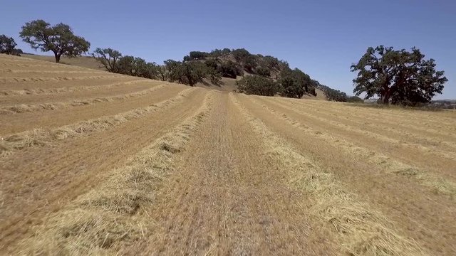 Drone flying along cut hay rows on a hot summer day