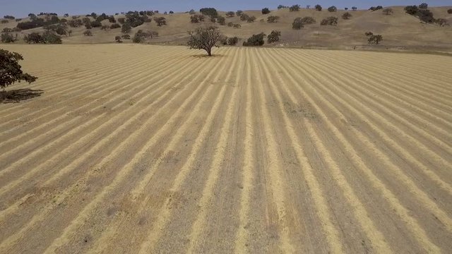 Drone flying toward an oak tree surrounded by hay windrows