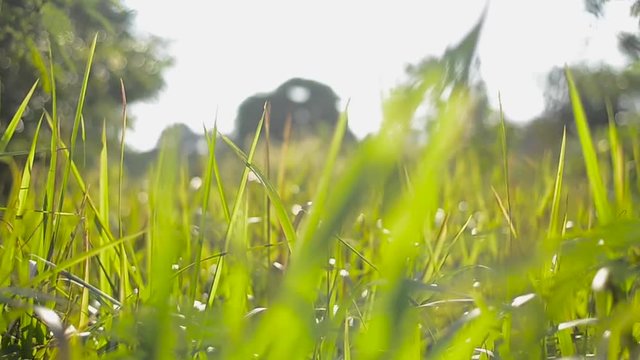 The shun shine beetwen the grass