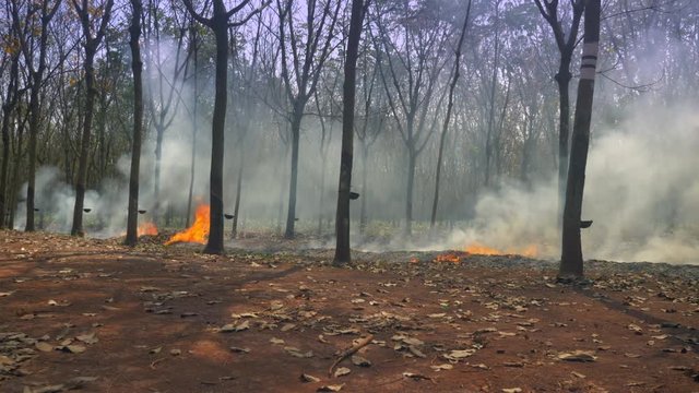 clearing the vegetation and leaves from  the rubber plantation ( close up) 