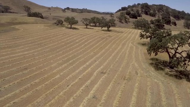 Drone flying across hay windrows on a hot summer day