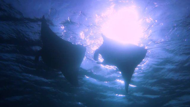 two mantas feeding at the surface. appears as silhouettes with the sun in the back