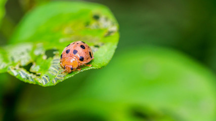 Obraz premium ladybug on the tip of the green leaf