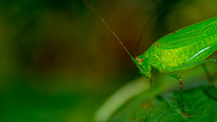 green grasshopper on a leaf