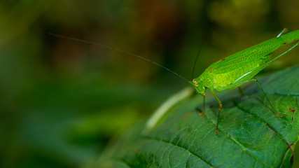 green grasshopper on a leaf