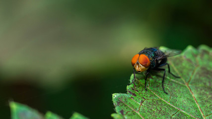 closeup of house fly resting on a leaf. shallow depth of field