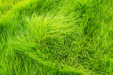 Green grass