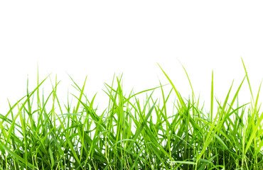 Green grass isolated on white background