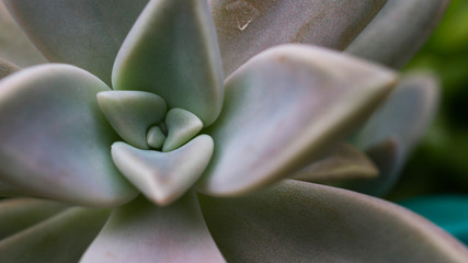 closeup of succulent plant with unique geometric shape of leaves