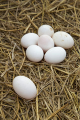 Duck eggs on the nest