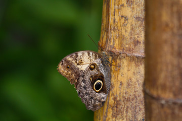 Mariposa ojo