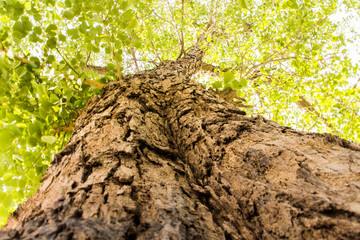 Irregular angle of a tree