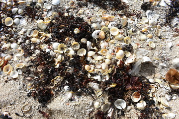 Sea shells 