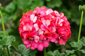 geranium flower in a garden