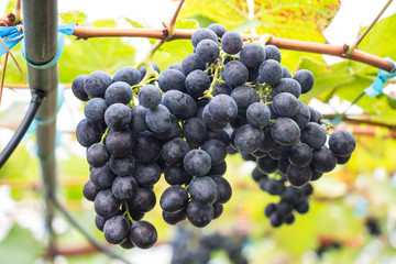 bunch of red grapes on the vine with green leaves